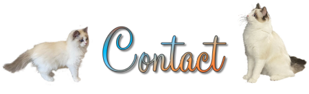 contact Joy Ragdolls in Florida