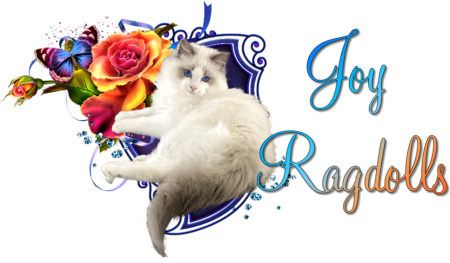 Joy Ragdolls