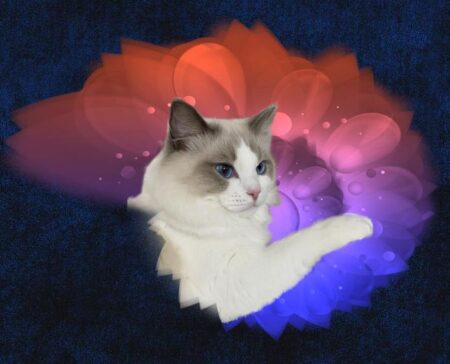 Joy Ragdolls