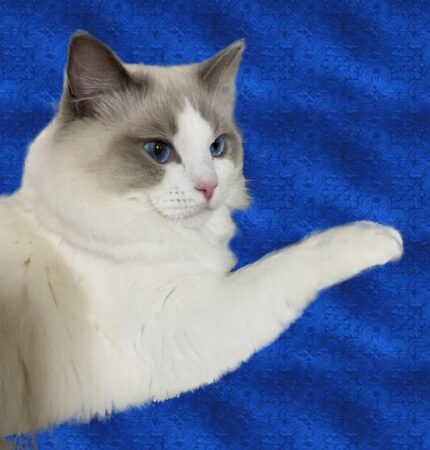 Joy Ragdolls