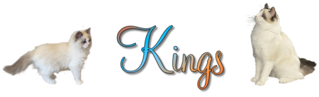 Ragdoll kings