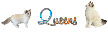 Ragdoll Queens