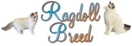 The Ragdoll Breed