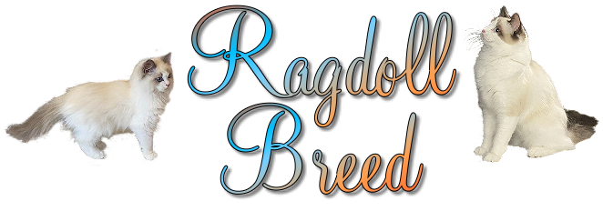 The Ragdoll Breed